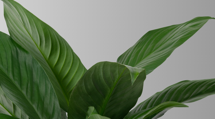 Green leaves in soft natural light